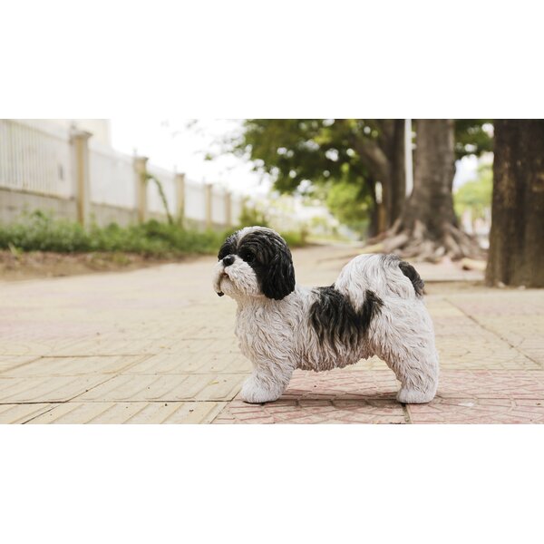 Susan running hot sale shih tzu